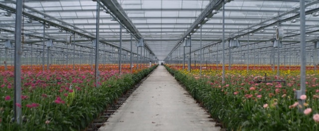 Video Reference: greenhouse, plant, flower, outdoor structure, field, flowering plant, plantation, garden, botanical garden