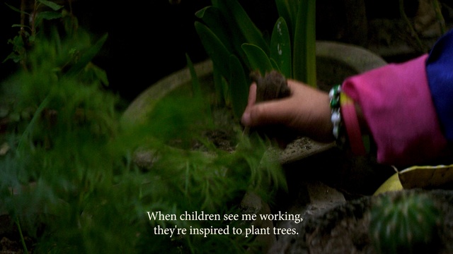 Video Reference: plant, green, ecosystem, vegetation, grass, flora, leaf, grass family, biome, freshwater aquarium