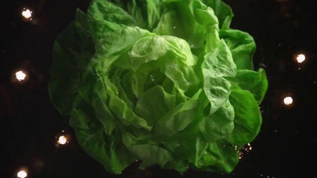 Video Reference: Leaf, Green, Leaf vegetable, Plant, Vegetable, Flower, Food, Lettuce, Vegetarian food, Iceburg lettuce