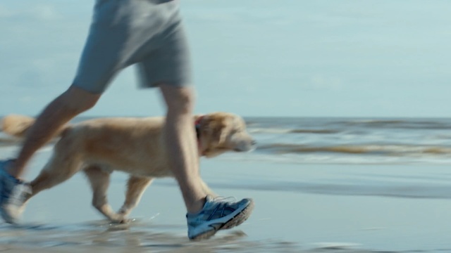 Video Reference: Dog, Canidae, Dog breed, Fun, Dog walking, Water, Carnivore, Vacation, Ocean, Sporting Group, Person