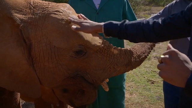 Video Reference: elephants and mammoths, elephant, mammal, indian elephant, fauna, horn, tusk, wildlife, terrestrial animal, african elephant