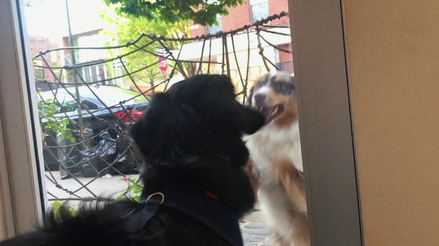 Video Reference: Vertebrate, Dog, Mammal, Canidae, Dog breed, Companion dog, Carnivore, Sporting Group, Tibetan terrier, Puppy