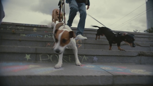 Video Reference: Dog, Mammal, Vertebrate, Dog breed, Canidae, Carnivore, Companion dog, Dog walking, Leash, Sporting Group