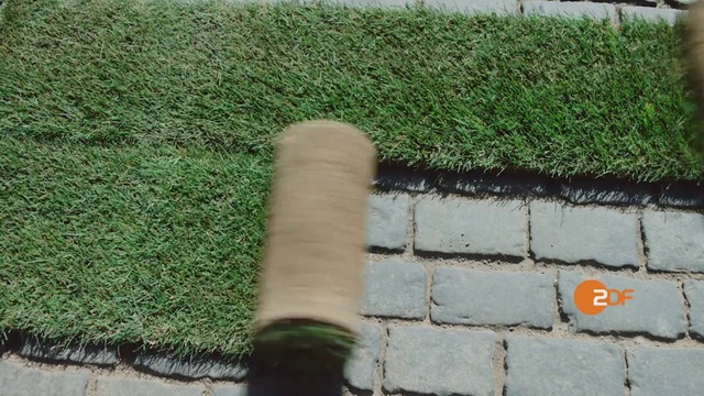 Video Reference: Grass, Green, Lawn, Grass family, Public space, Plant, Artificial turf, Sidewalk, Fodder, Shrub