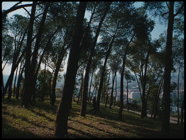 Video Reference: Tree, Nature, Forest, Woodland, Natural environment, Natural landscape, Woody plant, Biome, Atmospheric phenomenon, Tropical and subtropical coniferous forests