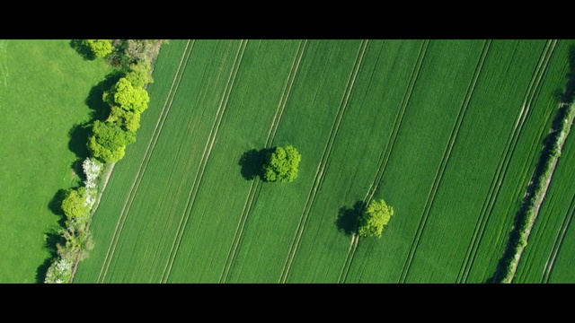 Video Reference: green, leaf, aerial photography, ecosystem, grass, photography, field, plant, biome, line