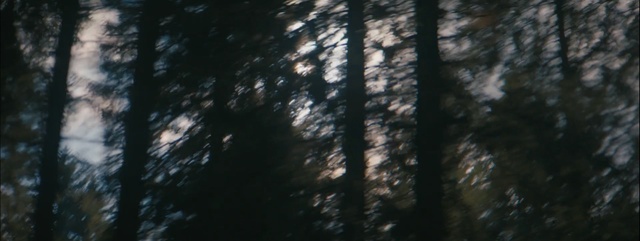 Video Reference: tree, sky, woody plant, darkness, atmosphere, forest, light, branch, sunlight, woodland