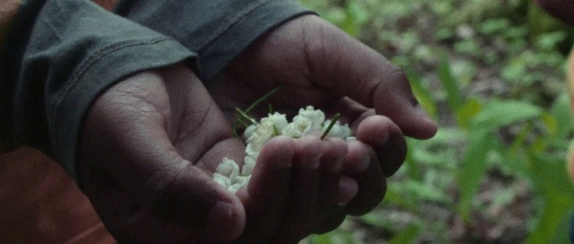 Video Reference: Hand, Plant, Flower, Grass