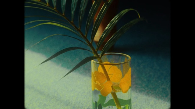 Video Reference: yellow, plant, flora, flower, still life photography, leaf, petal, organism, flowerpot, plant stem