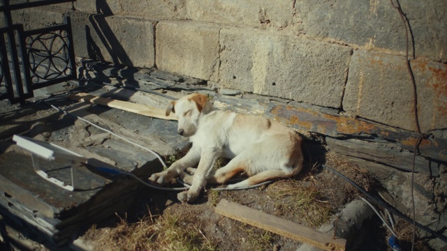 Video Reference: Canidae, Dog, Street dog, Carnivore, Fawn