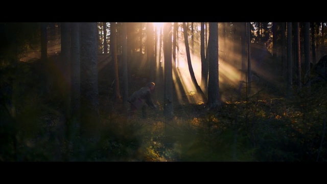 Video Reference: Nature, Forest, Woodland, Natural environment, Sunlight, Tree, Light, Atmospheric phenomenon, Biome, Morning