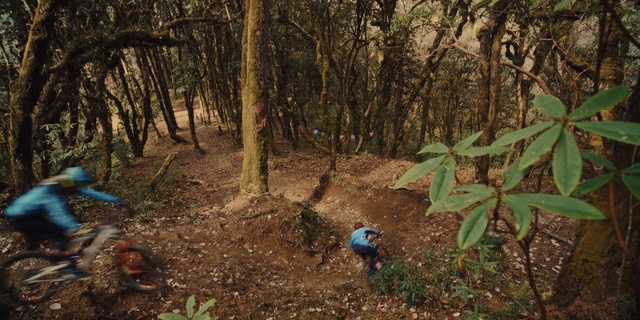 Video Reference: Woodland, Natural environment, Forest, Tree, Northern hardwood forest, Nature reserve, Biome, Wilderness, Jungle, Old-growth forest