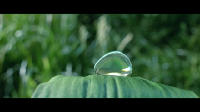 Video Reference: Green, Leaf, Nature, Grass, Natural environment, Macro photography, Close-up, Sunlight, Organism, Water, Person
