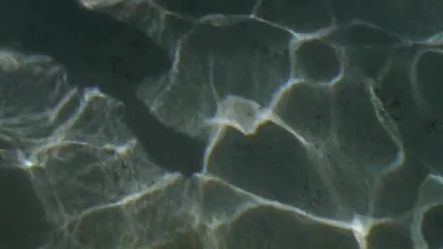 Video Reference: organism, underwater, water, marine biology