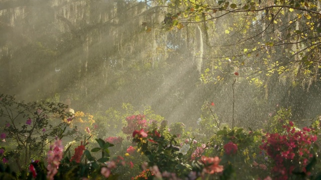 Video Reference: nature, vegetation, leaf, wildflower, ecosystem, flora, morning, tree, flower, sunlight