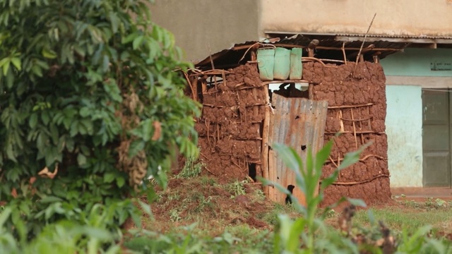 Video Reference: leaf, plant, soil, tree, house, grass, outdoor structure