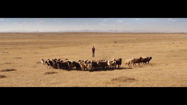 Video Reference: Herd, Wildlife, Ecoregion, Herding, Steppe, Animal migration, Landscape, Grassland, Adaptation, Plain