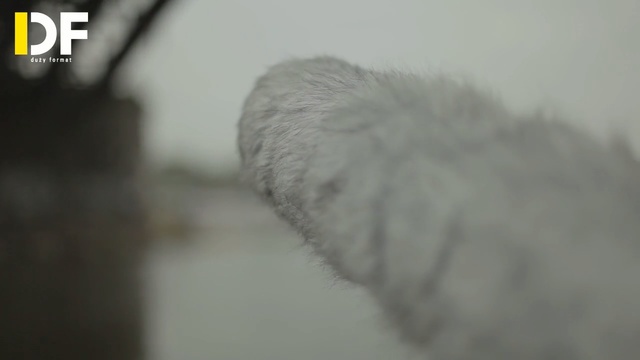 Video Reference: Nose, Snout, Close-up, Fur, Photography, Snow, Black-and-white