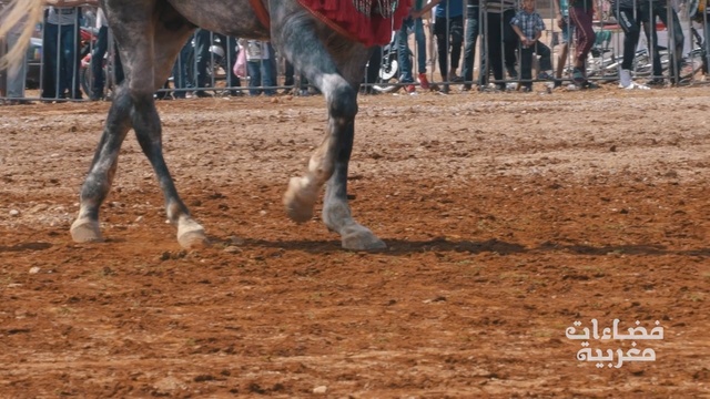 Video Reference: animal sports, soil, horse like mammal, pack animal, traditional sport, rodeo, horse, western riding, stallion, sand, Person