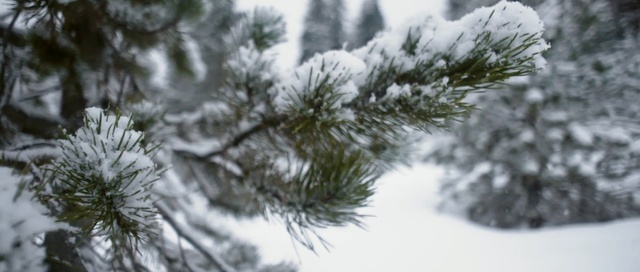 Video Reference: tree, winter, snow, branch, frost, freezing, woody plant, pine family, spruce, conifer