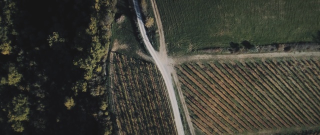 Video Reference: tree, grass, water, wood, plant, grass family, sky, sunlight, field, landscape