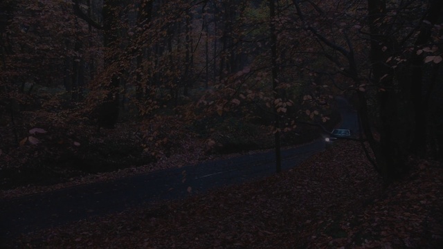 Video Reference: Black, Nature, Light, Brown, Tree, Green, Natural environment, Darkness, Sky, Woodland