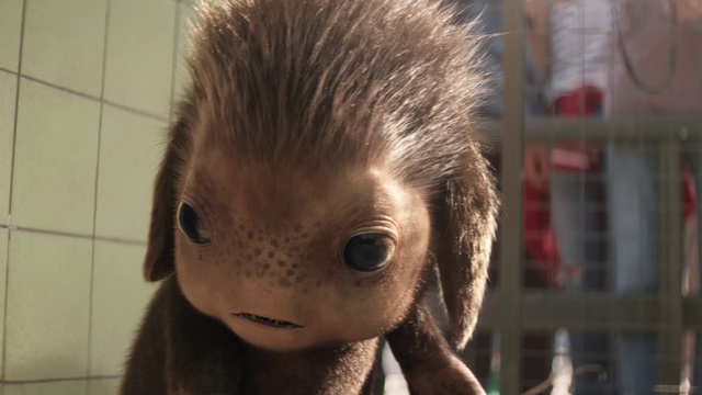 Video Reference: Hair, Face, Nose, Forehead, Head, Hairstyle, Eye, Close-up, Cheek, Snout