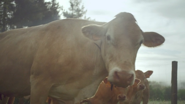Video Reference: Bovine, Atmospheric phenomenon, Nose, Livestock, Snout, Pasture, Terrestrial animal, Sky, Horn, Cow-goat family