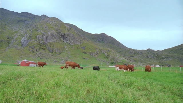 Video Reference: grassland, pasture, highland, ecosystem, grazing, nature reserve, cattle like mammal, grass, steppe, mountain