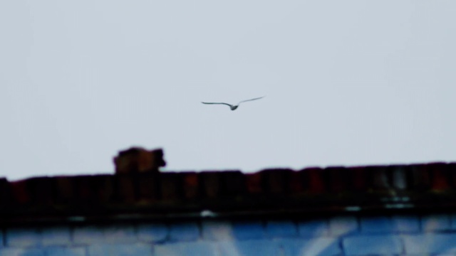 Video Reference: sky, flight, bird, wing