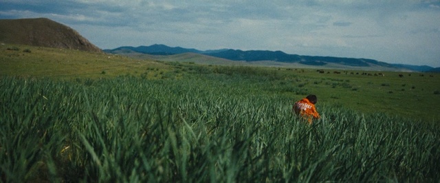 Video Reference: Grassland, Field, Grass, Prairie, Vegetation, Natural landscape, Natural environment, Ecoregion, Grass, Plant