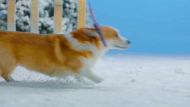 Video Reference: Dog, Mammal, Vertebrate, Canidae, Dog breed, Pembroke welsh corgi, Welsh Corgi, Carnivore, Cardigan welsh corgi, Companion dog