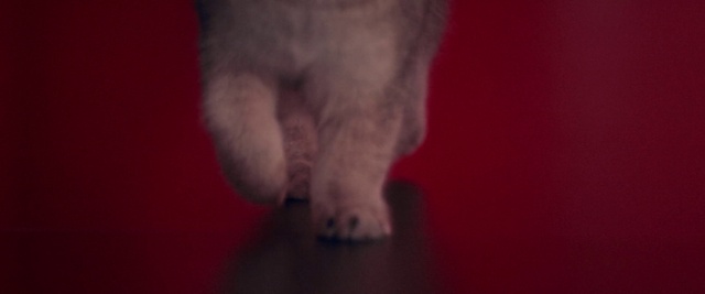 Video Reference: Red, Foot, Leg, Nose, Close-up, Toe, Paw, Finger, Human leg, Mouth