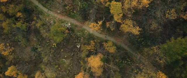 Video Reference: nature, vegetation, ecosystem, nature reserve, forest, tree, leaf, biome, sunlight, sky, Person