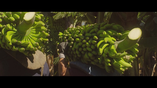 Video Reference: plant, leaf, flora, tree, biome, screenshot, organism, computer wallpaper, banana