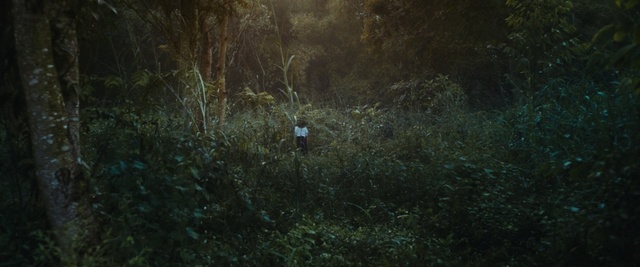 Video Reference: Green, Nature, Vegetation, Natural environment, Nature reserve, Forest, Biome, Tree, Grass, Jungle