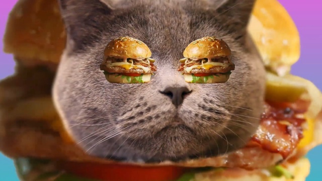 Video Reference: Cat, Whiskers, Snout, Felidae, Small to medium-sized cats, Close-up, Organism, Tabby cat, Macro photography, Carnivore, Person