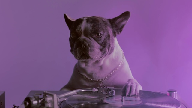 Video Reference: Dog, Canidae, Dog breed, French bulldog, Purple, Snout, Pink, Companion dog, Carnivore, Non-Sporting Group