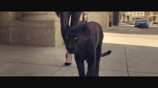 Video Reference: Mammal, Vertebrate, Black, Snout, Canidae, Carnivore, Snapshot, Felidae, Terrestrial animal, Organism