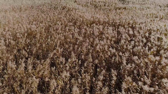 Video Reference: Field, Crop, Grass, Brown, Plant, Grass family, Agriculture, Cash crop, Soil, Phragmites