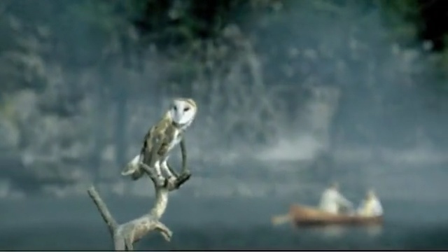 Video Reference: bird, ecosystem, fauna, bird of prey, beak, wildlife, organism, tree, Person