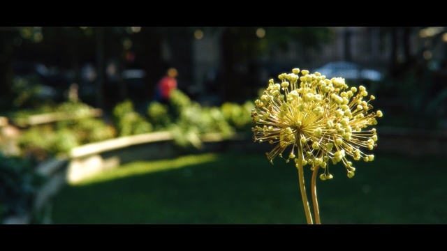 Video Reference: Flower, Yellow, Plant, Flowering plant, Botany, Grass, Pollen, Spring, Photography, Macro photography