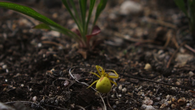 Video Reference: plant, flora, leaf, vegetation, soil, spring, grass, grass family