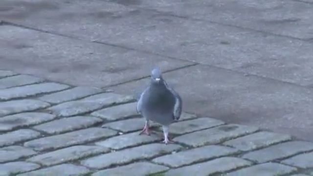 Video Reference: bird, fauna, beak, seabird, pigeons and doves, gull, road surface, charadriiformes, shorebird