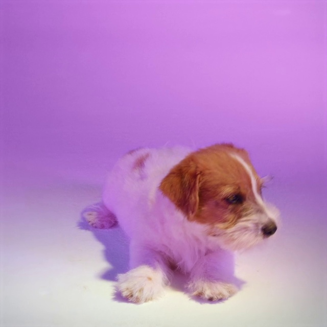 Video Reference: Dog, Mammal, Vertebrate, Canidae, Dog breed, Puppy, Cavachon, Petit basset griffon vendéen, Companion dog, Carnivore, Indoor, Laying, Brown, Sitting, Small, White, Lying, Large, Pink, Bed, Frisbee, Beach, Animal