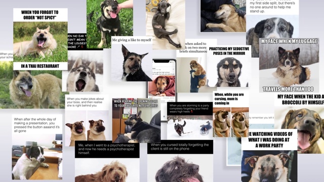 Video Reference: Dog breed, Canidae, Dog, Carnivore, Ancient dog breeds, Fur, Sporting Group, American cocker spaniel, Cocker spaniel, Spaniel