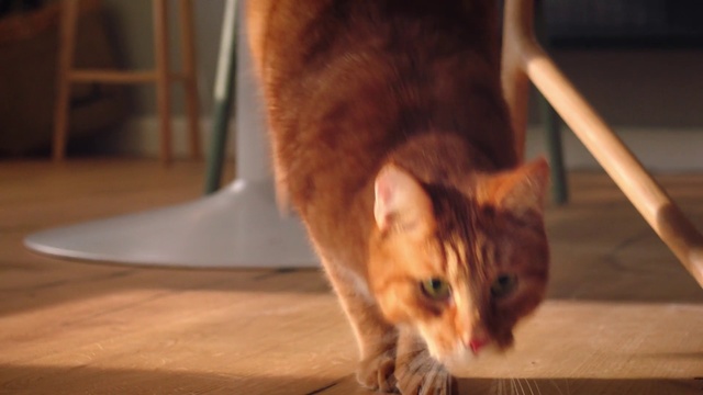 Video Reference: Cat, Mammal, Whiskers, Felidae, Small to medium-sized cats, Tabby cat, Carnivore, European shorthair, Fur, Snout