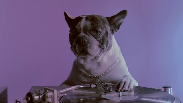 Video Reference: Dog, Canidae, Dog breed, Snout, French bulldog, Companion dog, Carnivore, Non-Sporting Group, Fawn, Whiskers