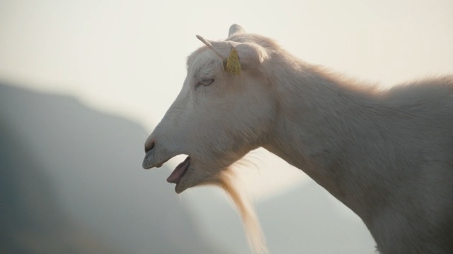 Video Reference: fauna, goats, snout, goat, wildlife, cow goat family, neck, livestock, mane