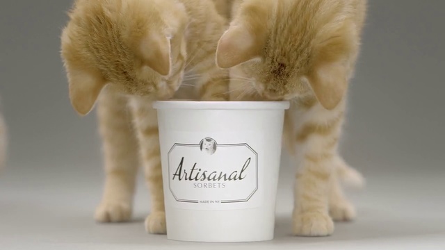 Video Reference: Product, Felidae, Cat, Fur, Paw, Fawn, Carnivore